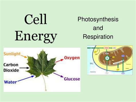 Ppt Cell Energy Powerpoint Presentation Free Download Id6851058