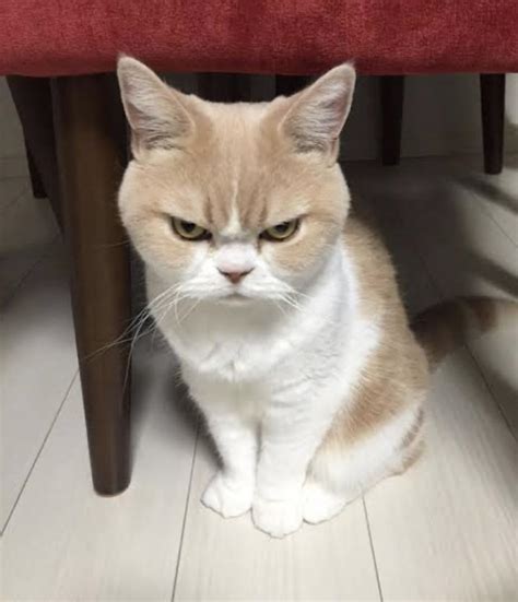 An Angry Cat Is Still A Cute Cat🤗 Raww