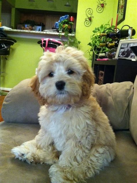 The adorable cuddly teddy bear look is the look we breed for. Image result for adult cavachons | Bear dog breed