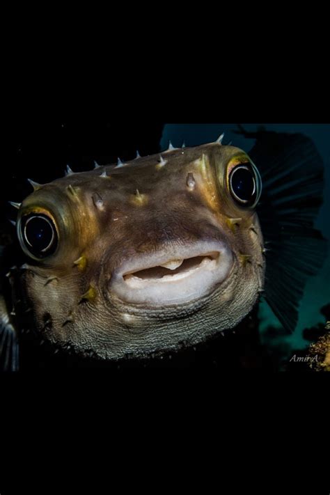 78 Best Puffer Fish Images On Pinterest Ocean Creatures