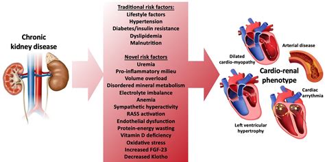 Frontiers Cardiovascular Functional Changes In Chronic Kidney Disease