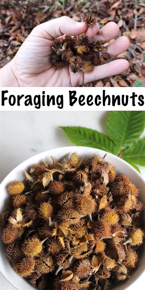 Foraging Beechnuts Follow This Foragers Guide To Wild Edible