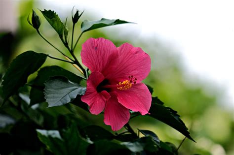 Pink Hibiscus Flower Free Photo On Pixabay Pixabay