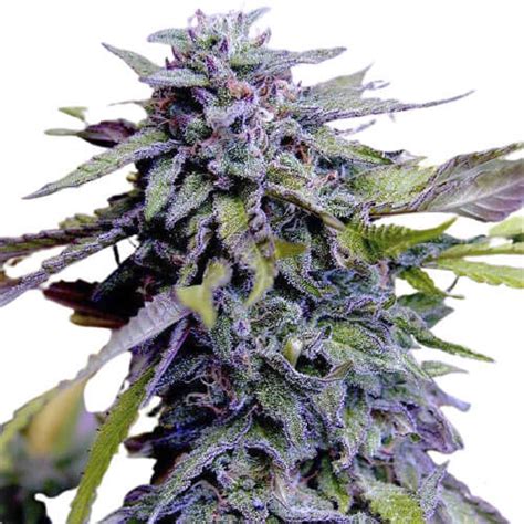 Grandaddy Purple Feminized Cannabis Seeds Rocket Seeds