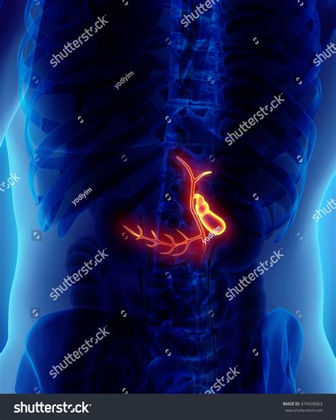 3d Illustration Male Gallbladder Xray Medical Stock Illustration
