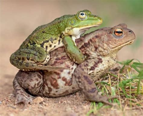 Kikkers Proberen Al Miljoenen Jaren Seks Te Hebben Met Andere Soorten