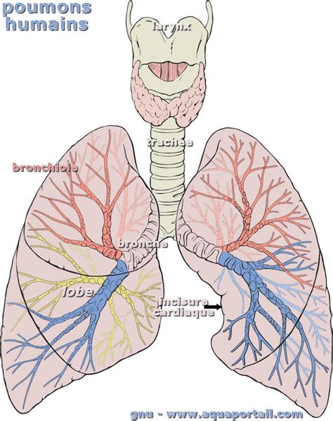 Poumon Définition Et Explications