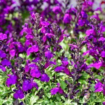 Salvia Greggii Purple Autumn Sage Western Star Nurseries