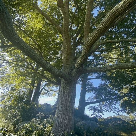 Chestnut Oak Quercus Prinus Vics Tree Service Types Of Trees