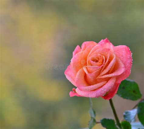 Beautiful Pink Rose Flower With Water Drops On Natural Background Stock