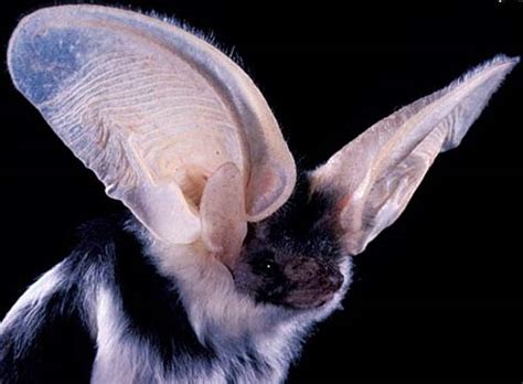 Some wild cats have big ears like their big bodies. Spotted Bat - Biggest Bat Ears in the Americas | Animal ...