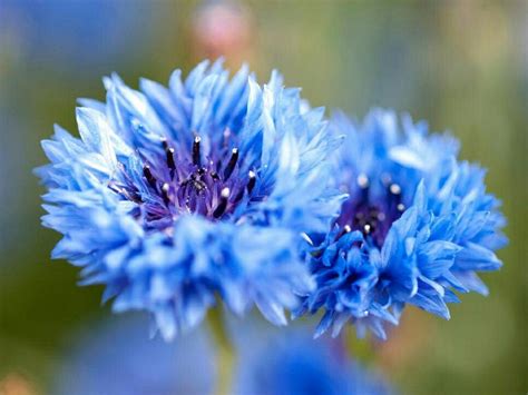 Pin By Susiesattbose On Beautiful Flowers Types Of Blue Flowers