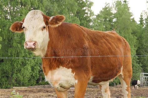 Cow Stock Photo Image Of Natural Looking Moss Brown 140349098