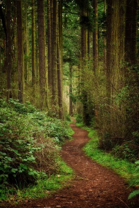 28 Wondrous Images Of Long And Winding Roads Forest Photography