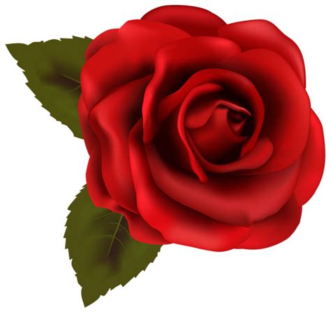Beautiful Red Rose Transparent Png Clip Art Image Roses Pinterest