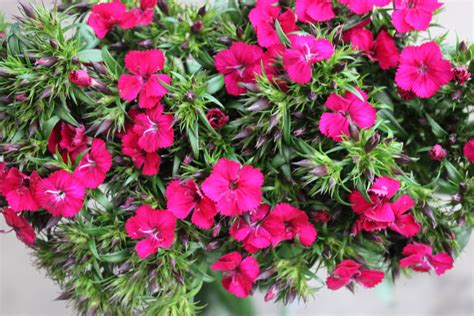 Gypsy Dianthus Stevens And Son Wholesale Florist