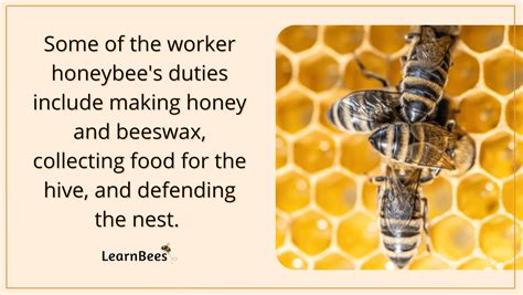 Queen Bees Versus Worker Bees How Do They Compare