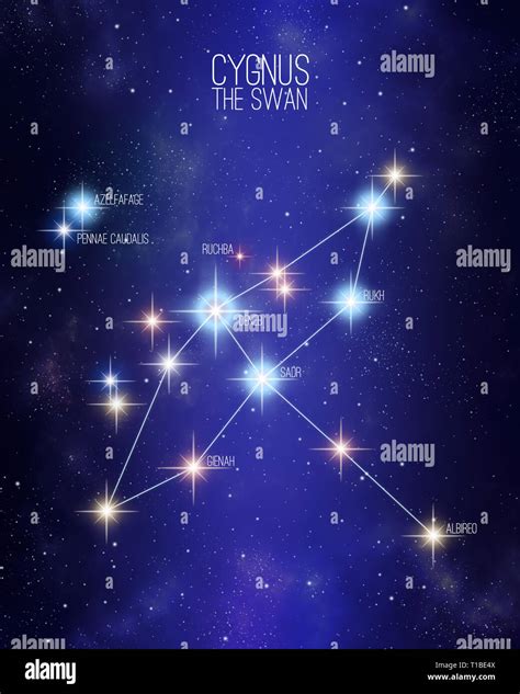 Cygnus The Swan Constellation On A Starry Space Background With The