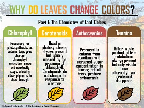 A Colorful Creation The Chemistry Of Fall Foliage