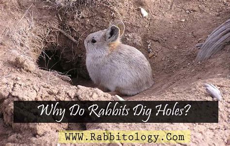 Why Do Rabbits Dig Holes Rabbit Dig Digging Holes