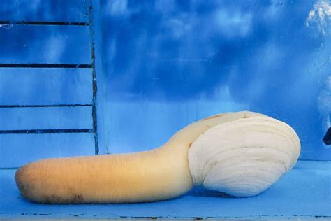 Discover The Worlds Largest Geoduck Az Animals