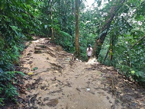 The scenic bukit kiara park in taman tun dr. Jungle Hiking in Kuala Lumpur - Bukit Kiara Trail Guide ...