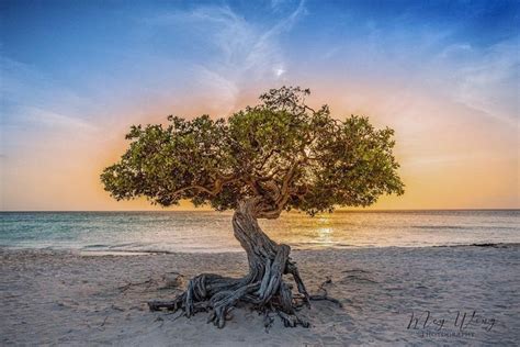 The Famous Fofoti Tree On The Eagle Beach Aruba The Third Best World