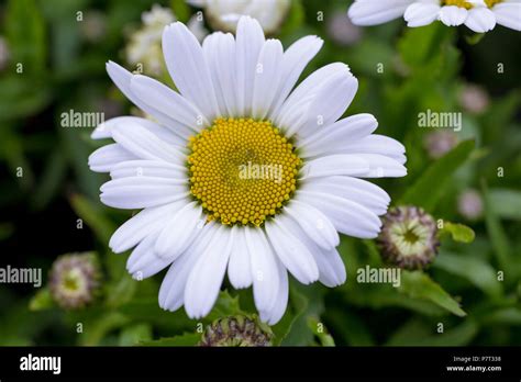 Leucanthemum Dwarf Snow Lady Stock Photo Alamy