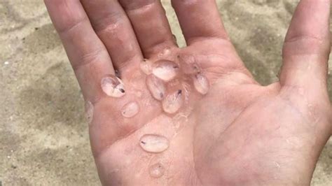 Watch The Tiny Clear Blobs Washing Up On Beaches Are Even Weirder Than