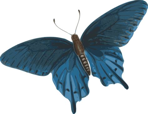 Kostenlose Vektorgrafik Schmetterling Blau Sch Ne Kostenloses Bild
