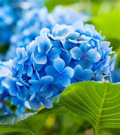 25 가장 아름다운 푸른 꽃 최신