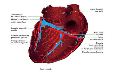 Vascularisation Coeur Ue5 Anatomie Tutorat Associatif Toulousain