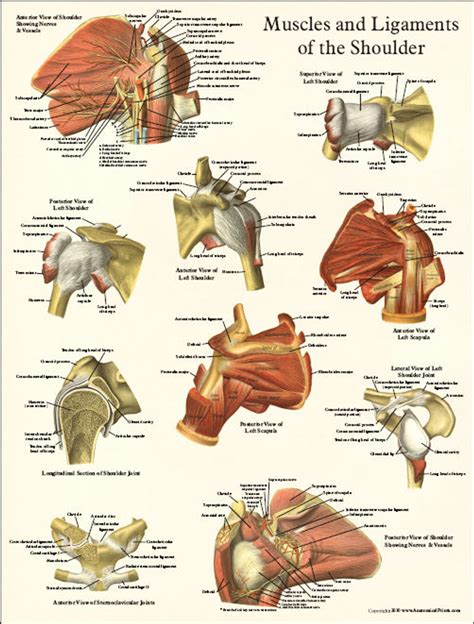 Shoulder Anatomy Poster Clinical Charts And Supplies