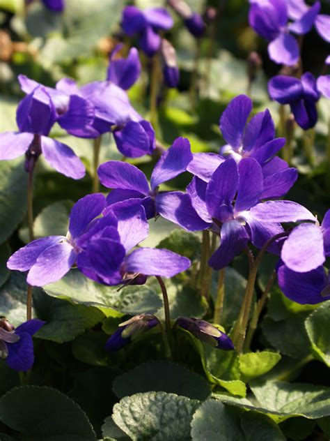 Viola Queen Charlotte Bluestone Perennials