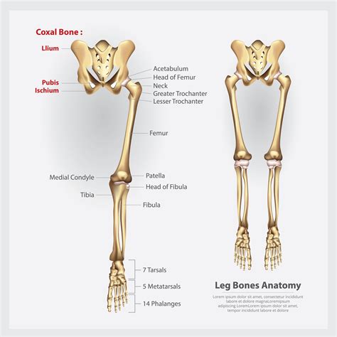 Ilustración De Vector De Huesos De Pierna De Anatomía Humana 2441882