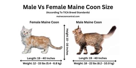 15 Differences Male Vs Female Maine Coon Cats Maine Coon Central