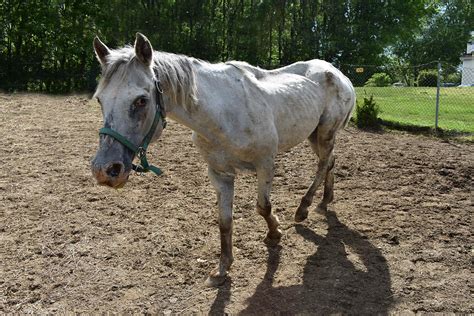Report Animal Cruelty | New Hampshire SPCA