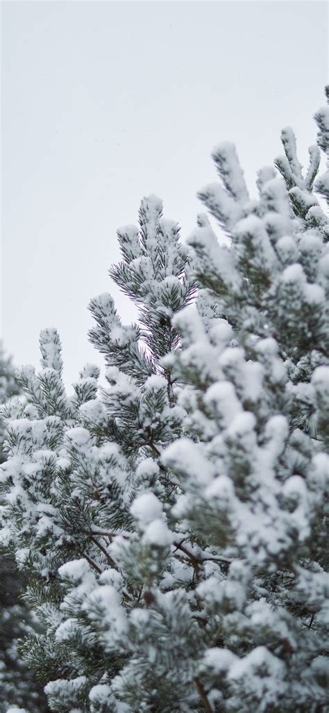 Snow Covered By Tree During Daytime Iphone Wallpapers Free Download