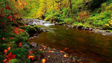 River Water Stream Between Algae Covered Stones Autumn Fall Trees
