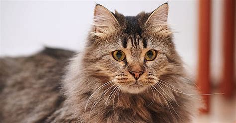 The maine coon is a big, fluffy, hearty cat that loves its owners and a good play session. 10 Fluffy Cat Breeds You'll Never Want To Let Go Of - Care.com