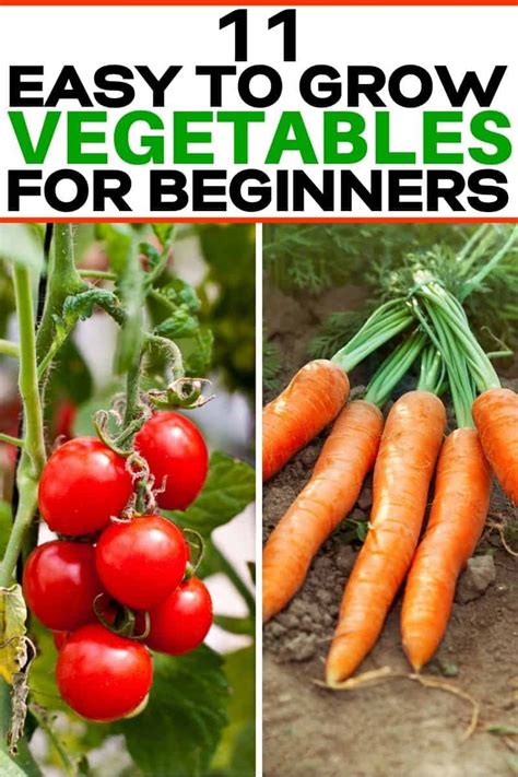 11 Easiest To Grow Vegetables For Beginners And Brown Thumbs Easy