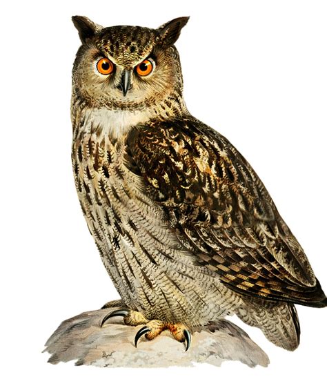 Eurasian Eagle Owl Burung Hantu Gambar Gratis Di Pixabay Pixabay