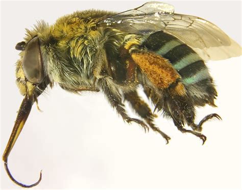 Digital Bees Help Research Fly Csiroscope