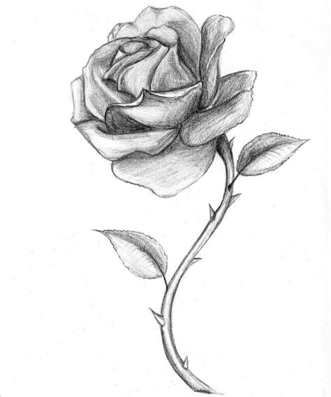 Rose Drawing Black And White Drawings Of Roses Red 