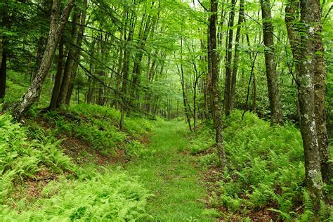 Fileseneca Nature Trail West Virginia Forestwander Wikimedia