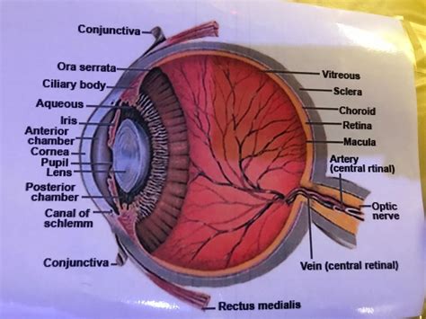 Students Learn Anatomy By Creating Giant Model Of A Human Eye Wlos
