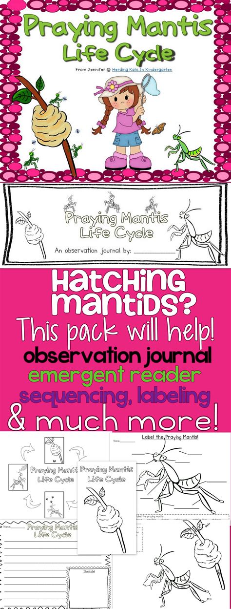 Praying Mantis Life Cycle Pack Great For Raising Mantids In The