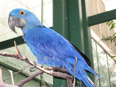 The Biggest Parrot In The World And One Of The Bluest Is Thehyacinth