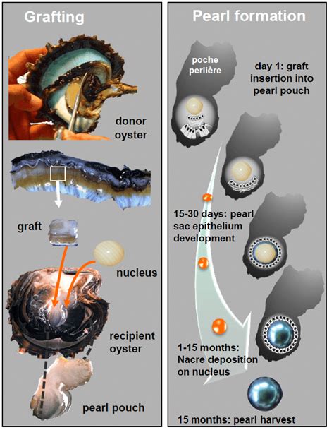 The Different Steps Of The Grafting Process And Pearl Formation In The