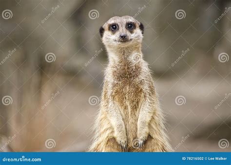Meerkat Portrait Stock Photo Image Of Cute Suricate 78216502